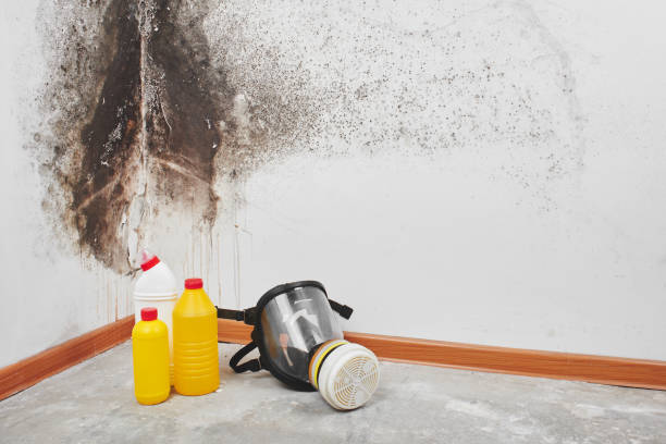 Best Same-Day Mold Removal  in Altamont, KS