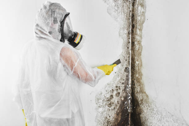 Best Professional Mold Removal  in Altamont, KS