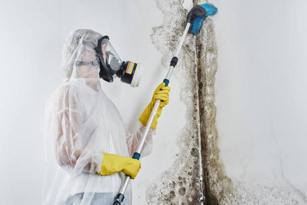 Best Mold Remediation Services  in Altamont, KS