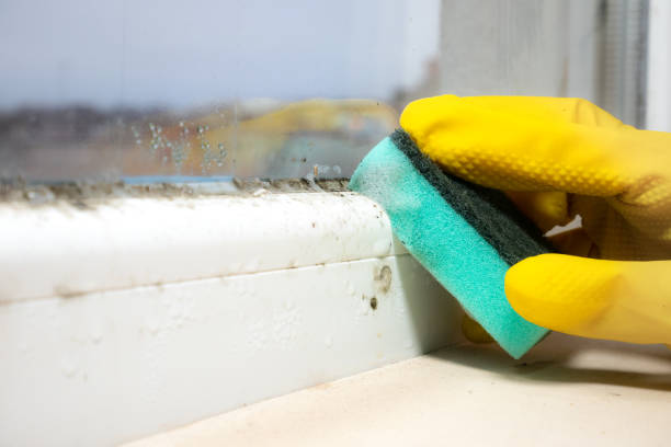 Best Home Mold Removal  in Altamont, KS