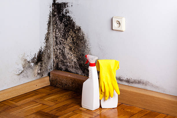 Best Mold Removal Company Near Me  in Altamont, KS