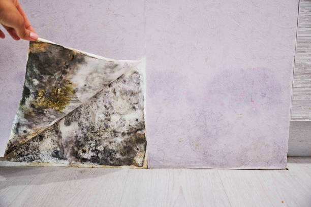 Best Residential Mold Removal  in Altamont, KS